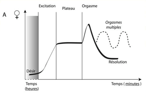 Phases des la réponse sexuelle